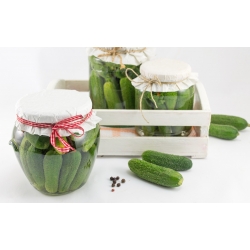 Cucumber "Marcel F1" - pickling variety, small warts - 225 seeds
