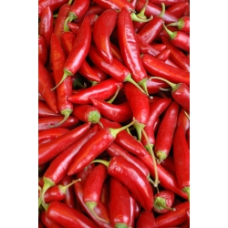 Pepper "Cyclone" - horúci - 90 semien - Capsicum L. - semená