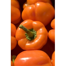 Pepper "Rewia" - sladký - 100 semien - Capsicum L. - semená