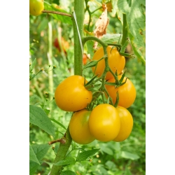 トマト「オラポルカ」 - 畑の品種 -  5000種 - Lycopersicon esculentum  - シーズ