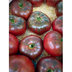Uzun boylu alan domates "Siyah Kırım" - Lycopersicon esculentum Mill  - tohumlar