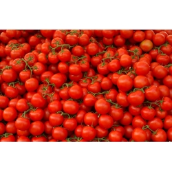 Tomat "Samurai" - varietate de câmp - Lycopersicon esculentum  - semințe