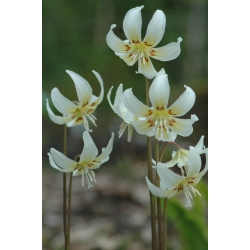 Erythronium White Beauty - Psí zub Bílá krása - květinové cibulky / hlíza / kořen