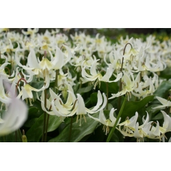 Erythronium White Beauty - Biela krása psa - cibuľka / hľuza / koreň