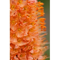 Eremurus, Foxtail Lilies Cleopatra - umbi / umbi / akar - Eremurus himalaicus