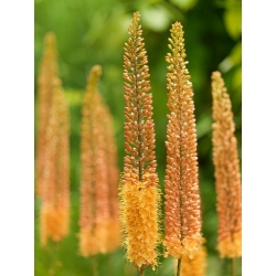 Eremurus, Foxtail Lilie Pinokkio - květinové cibulky / hlíza / kořen - Eremurus himalaicus