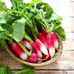 Radish "Mila" - red with white tip - 850 seeds