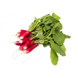 الفجل "ميلة" - أحمر مع تلميح أبيض - 850 البذور - Raphanus sativus L. - ابذرة