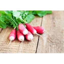 Radish "Mila" - red with white tip - 850 seeds