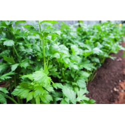 Listový zeler "Zelený rez" - ideálny pre sušenie - 520 semien - Apium graveolens - semená