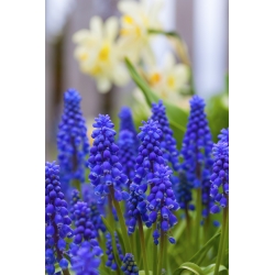 Set 4 – Armenian grape hyacinth – sapphire fields – 150 pcs + 40 pcs for FREE
