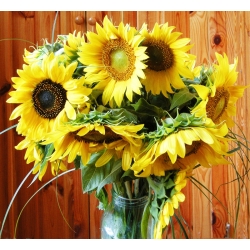 Sunflower - medium tall variety selection for cut flowers - 135 seeds