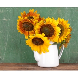 Sunflower - medium tall variety selection for cut flowers - 135 seeds