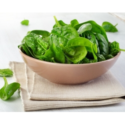 Spinach "Asta F1" - 1200 seeds
