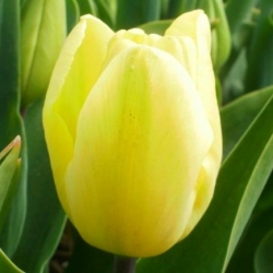 Tulipán Creme Flag - csomag 5 darab - Tulipa Creme Flag
