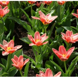Fesyen Tulipa - Fesyen Tulip - 5 bebawang - Tulipa Fashion