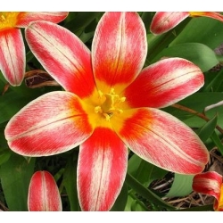 Tulipa Fashion - 튤립 패션 - 5 알뿌리