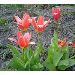 Tulipa Fashion - paquete de 5 piezas