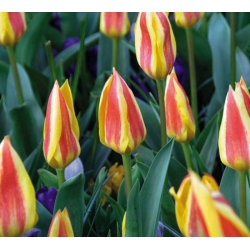 Tulipaner Gluck - pakke med 5 stk - Tulipa Gluck