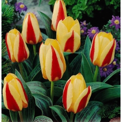 Tulppaanit Gluck - paketti 5 kpl - Tulipa Gluck
