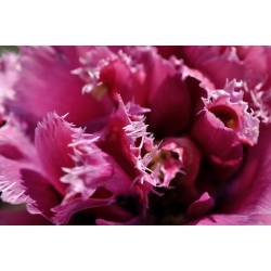 צבעוני קמע - טוליפ קמיע - 5 בצל - Tulipa Mascotte