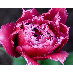 Тюльпан талісман - Tulip Mascot - 5 цибулин - Tulipa Mascotte