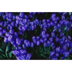 Tulipán Blue - csomag 5 darab - Tulipa Blue