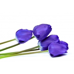 Тюльпан Blue - пакет из 5 штук - Tulipa Blue
