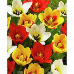 Ботанически микс от Tulipa - ботаническа смес Tulip - 5 луковици - Tulipa botanical 