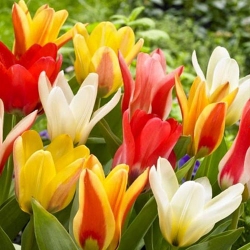 توليب النباتية مزيج - توليب النباتية مزيج - 5 البصلة - Tulipa botanical 