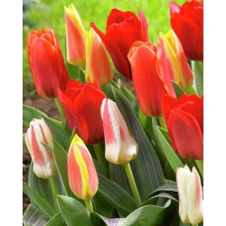 Tulipaner botanical mix - pakke med 5 stk - Tulipa botanical 