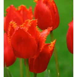 Tulipa Noranda - Tulipán Noranda - 5 květinové cibule