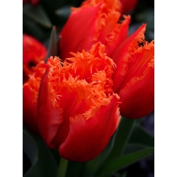 Tulpes Noranda - 5 gab. Iepakojums - Tulipa Noranda