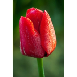Tulipa Κόκκινο - Tulip Κόκκινο - 5 βολβοί - Tulipa Red