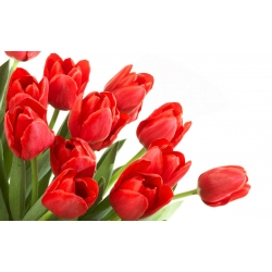 تولبا الأحمر - توليب الأحمر - 5 البصلة - Tulipa Red