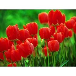 Tulppaanit Red - paketti 5 kpl - Tulipa Red