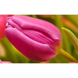 Tulipa Rose - Tulip Rose - 5 bebawang