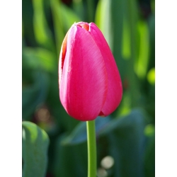 Tulipaner Rose - pakke med 5 stk - Tulipa Rose