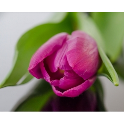 Tulip merah jambu - Rose - pek besar! - 50 pcs - 
