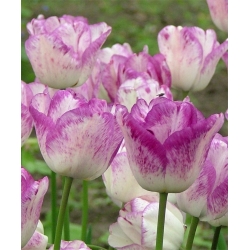 Tulipa Shirley - Tulip Shirley - 5 bulbs