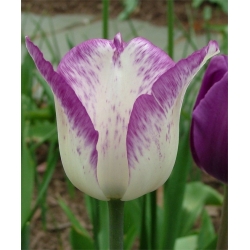 Tulipa Shirley - paquete de 5 piezas