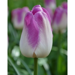 Tulipa Shirley - paquete de 5 piezas