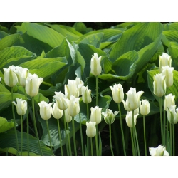 توليب سبرينغ غرين - توليب سبرينغ غرين - 5 لمبات - Tulipa Spring Green