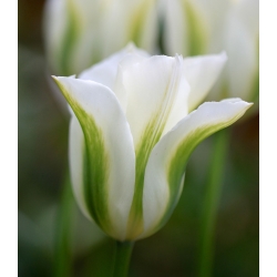Tulipa Spring Green - paquete de 5 piezas