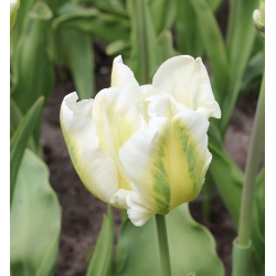 Tulipa Super Parrot - Τουλίπα Σούπερ Παπαρόλα - 5 βολβοί