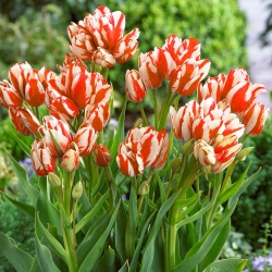 Tulpes Sylvia Warder - 5 gab. Iepakojums - Tulipa Sylvia Warder