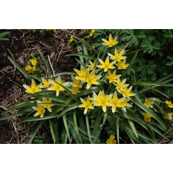 6-os készlet - Tulip Tarda - alacsonyan növekvő, botanikus - 50 db - 