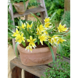 Conjunto 6 - Tulip Tarda - baixo crescimento, botânico - 50 unidades - 