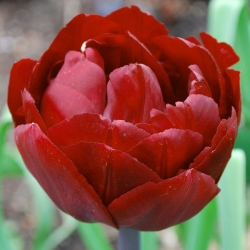 Tulipa Uncle Tom  - Tulip Uncle Tom  - 5 bulbs
