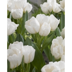 Tulipa Weisse Berliner - Тюльпан Вайс Берлінер - 5 цибулин